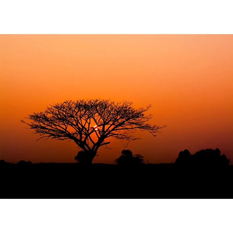 Rasch - Mural TNT Baobab Kenya Rasch.