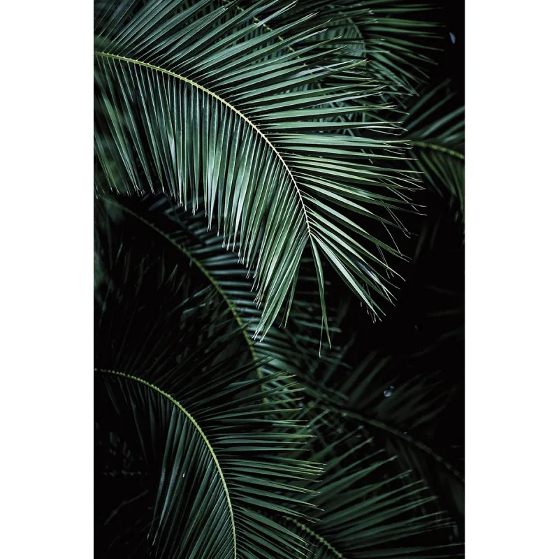 Rasch - Fotomural Palm Rasch.