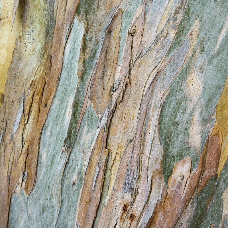 Rasch - Fotomural Bark Rasch.