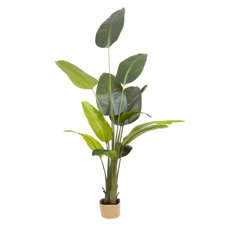 Traveller Banana 210 - Planta Tropical Artificial Decorativa Banana H210 cm para Interior Exterior con Maceta Beige