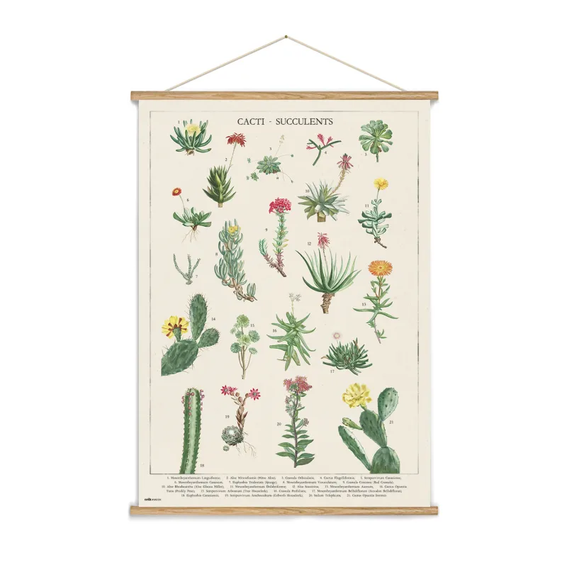 Grupo Erik Banderola Botanical cacti - Póster tela cactus 53x71 cm - Cuadro tela pared, Decoración pared cactus - Póster cactus